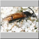 Arge ustulata - Blattwespe 02b 10mm Teverener Heide.jpg